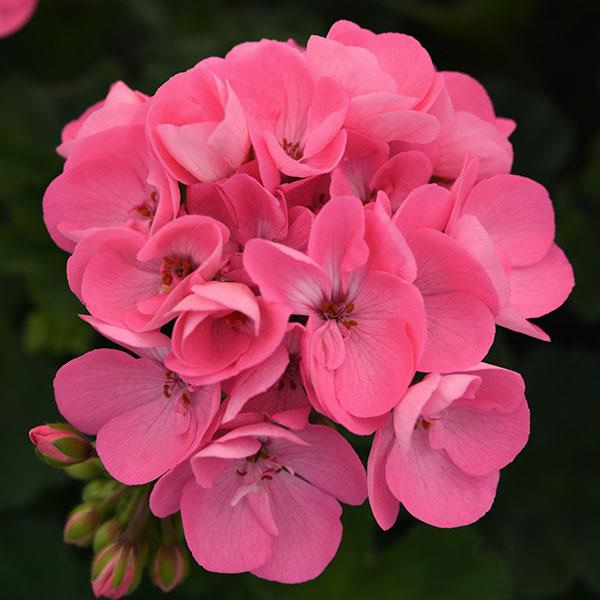 Geranium Zonal pelargonium zonale 'Moonlight Pink'