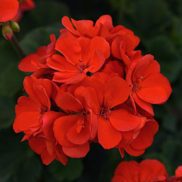 Geranium Zonal pelargonium zonale 'Moonlight Scarlet Red'