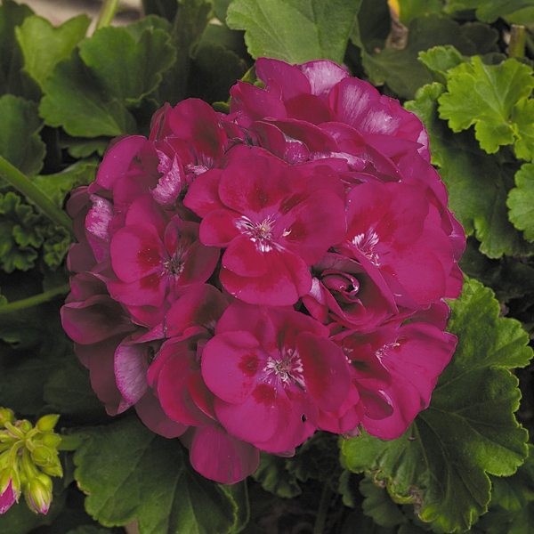 Geranium Zonal pelargonium zonale 'Patriot Berry Parfait'