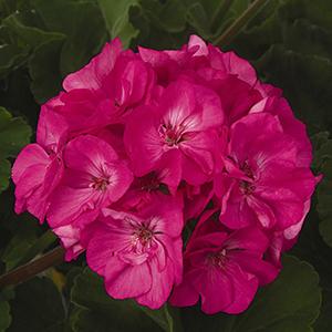 Geranium Zonal pelargonium zonale 'Patriot Rose Pink'