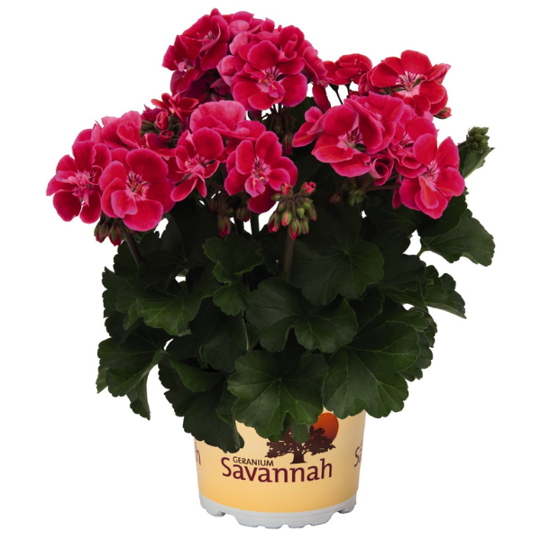 Geranium Zonal pelargonium zonale 'Savannah Cerise Sizzle'