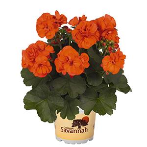 Geranium Zonal pelargonium zonale 'Savannah Oh So Orange'