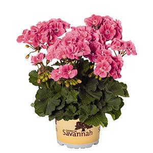 Geranium Zonal pelargonium zonale 'Savannah Pink Sizzle'