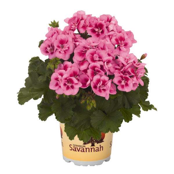 Geranium Zonal pelargonium zonale 'Savannah Pink Splash'