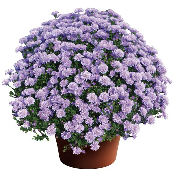 Aster Novi-Belgii 'Peter III Blue'