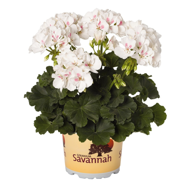 Geranium Zonal pelargonium zonale 'Savannah White Splash 26'