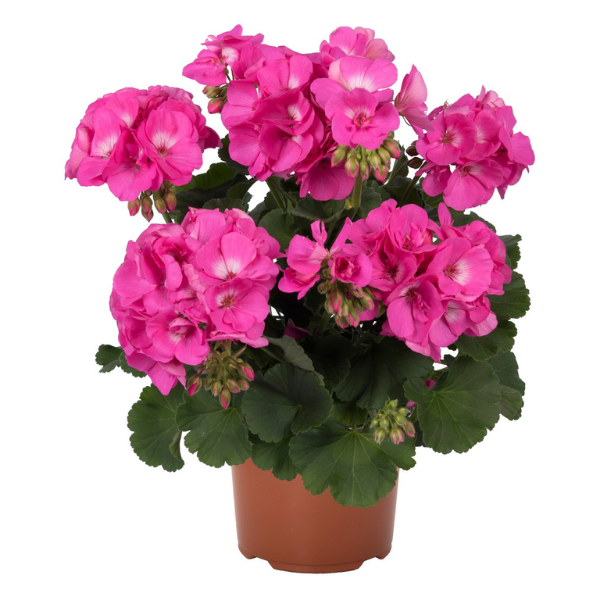 Geranium Zonal pelargonium zonale 'Survivor Pink Charm'