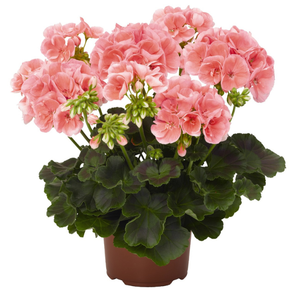 Geranium Zonal pelargonium zonale 'Survivor Salmon Sensation'