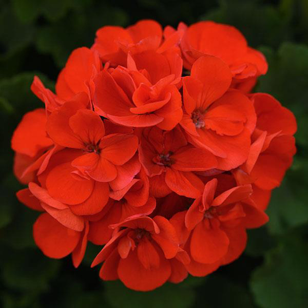 Geranium Zonal pelargonium zonale 'Sunrise Bright Scarlet 26'