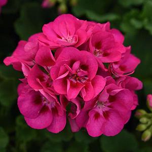Geranium Zonal pelargonium zonale 'Sunrise Hot Rose w/Eye'