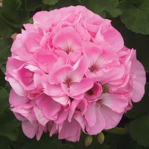 Geranium Zonal pelargonium zonale 'Sunrise Light Pink'