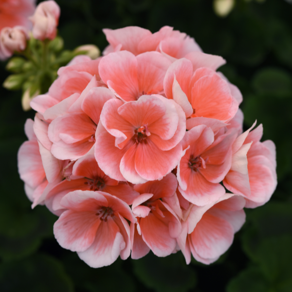 Geranium Zonal pelargonium zonale 'Sunrise Light Salmon 26'