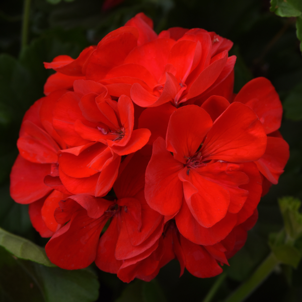 Geranium Zonal pelargonium zonale 'Sunrise Red'