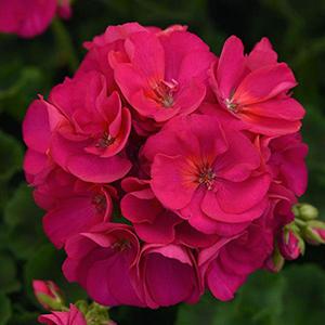 Geranium Zonal pelargonium zonale 'Sunrise Violet'
