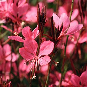 Gaura lindheimeri 'Belleza Dark Pink'