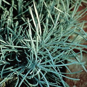 Helichrysum petiolare 'Icicles'