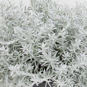Helichrysum italicum 'Silver Stitch 26'