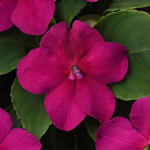 Impatiens walleriana 'Beacon Violet Shades'