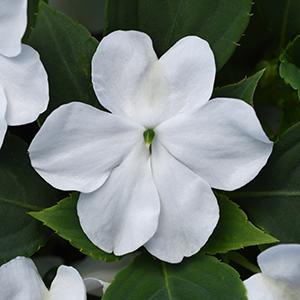 Impatiens walleriana 'Beacon White'
