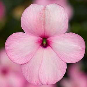 Impatiens walleriana 'Imara XDR Pink'
