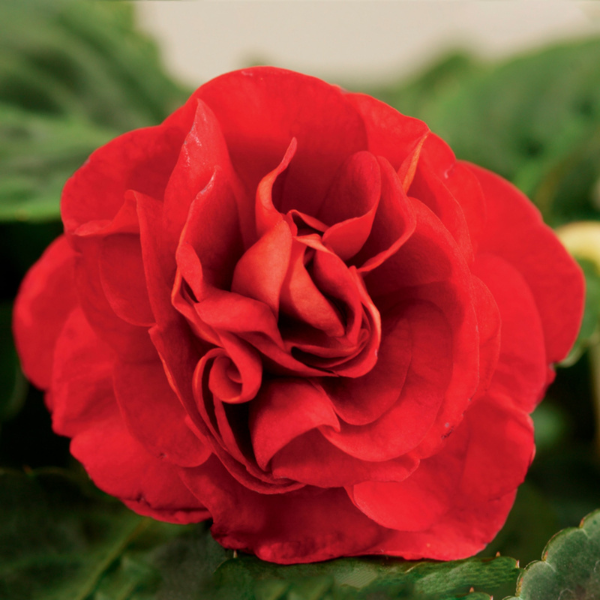 Impatiens walleriana 'Silhouette Red'