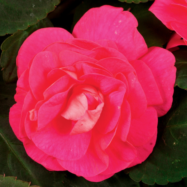 Impatiens walleriana 'Silhouette Rose'