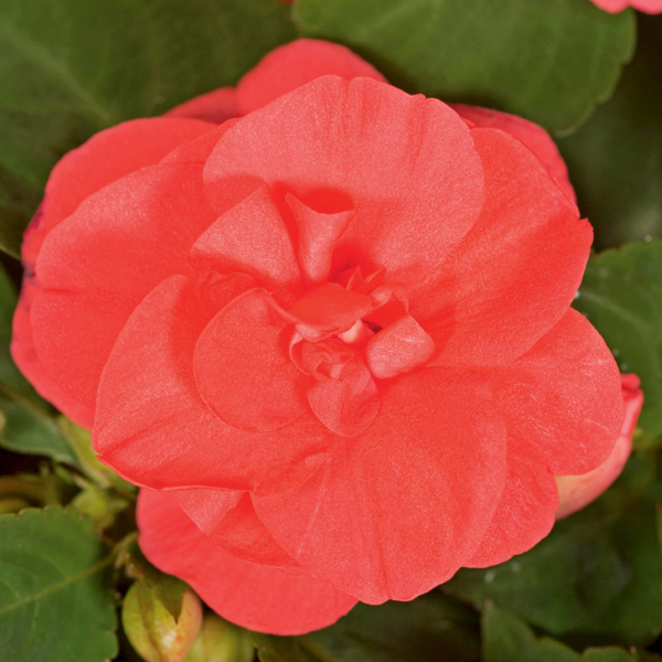 Impatiens walleriana 'Silhouette Salmon'
