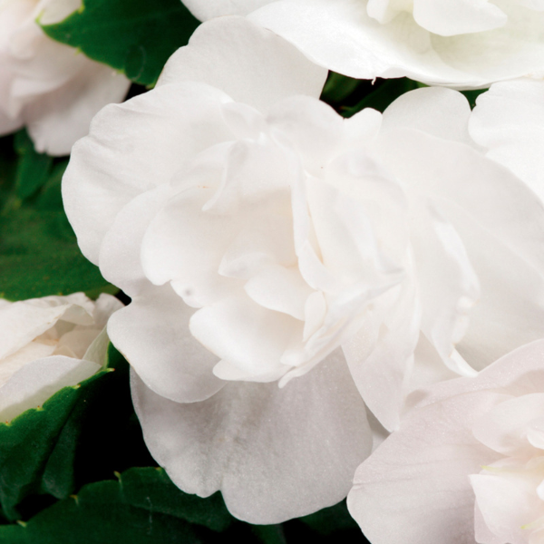 Impatiens walleriana 'Silhouette White'