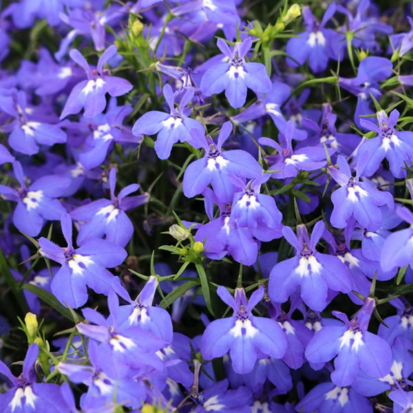 Lobelia erinus 'Bella Mare 26'