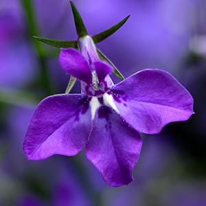 Lobelia erinus 'Techno Large Blue Violet'