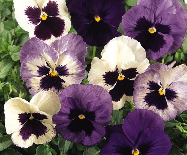Pansy viola x wittrockiana 'Matrix Ocean Breeze Mix'