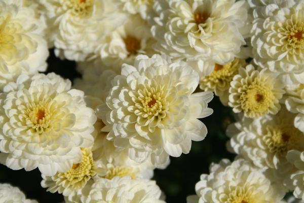 Mum chrysanthemum x morifolium 'Gigi Snow'