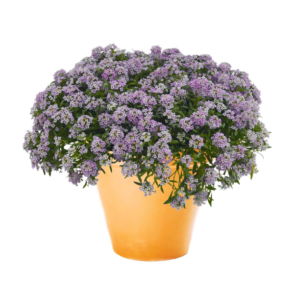 Lobularia maritima 'Yolo Lavender'