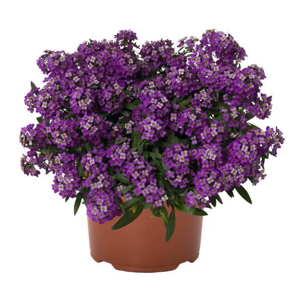 Lobularia maritima 'Yolo Purple'