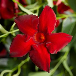 Mandevilla hybrida 'Madinia Maximo Red'