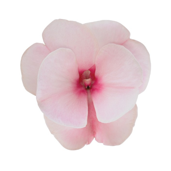 New Guinea impatiens hawkerii 'Magnum White Blush'