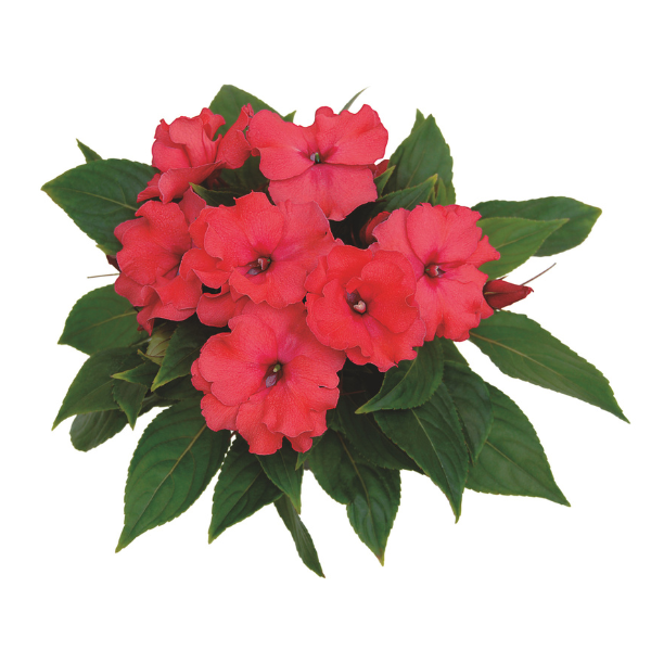 New Guinea impatiens hawkerii 'Paradise Rococo Pink'