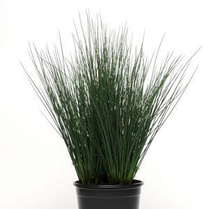 Ornamental Grass Juncus 'Juncus Blue Dart'