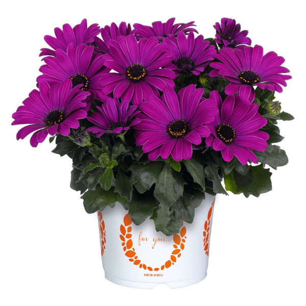 Osteospermum ecklonis 'Margarita Kardinal'