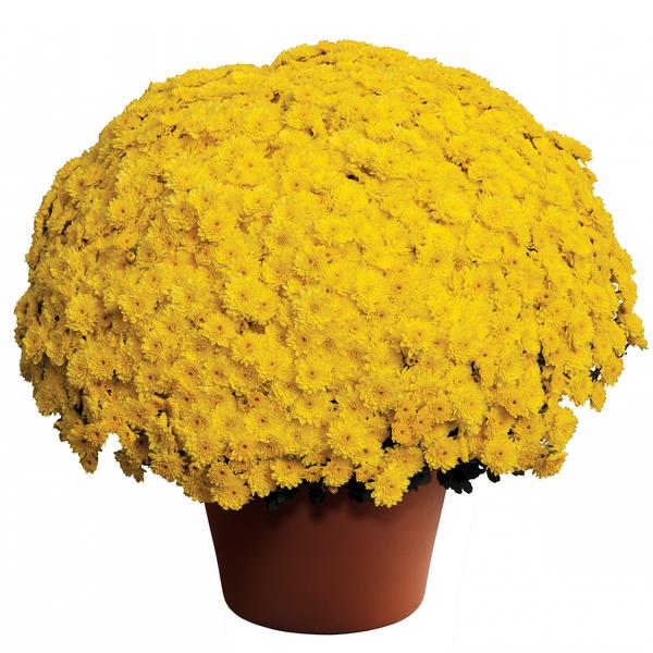 Mum chrysanthemum x morifolium 'Ursula Sunny Yellow'