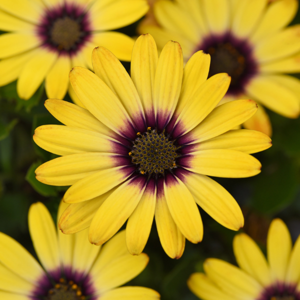 Osteospermum ecklonis 'Zion Morning Sun 26'