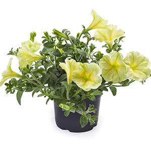 Petunia hybrida 'Tea Yellow'