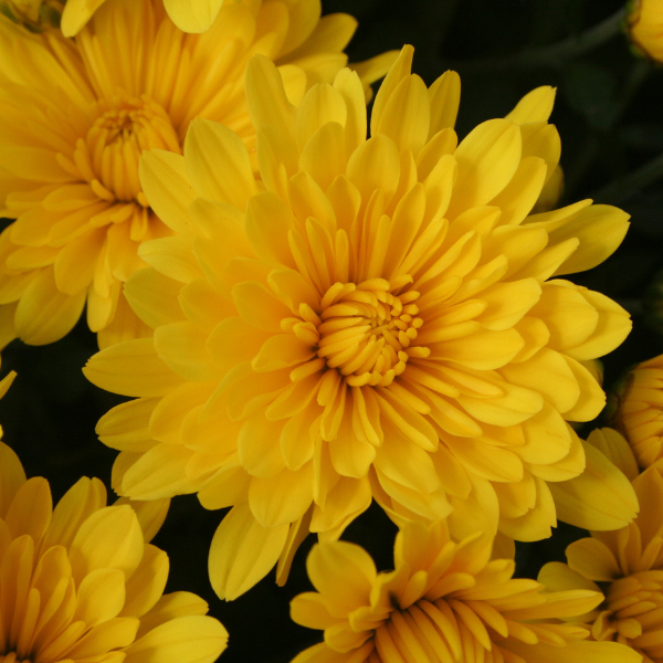Mum chrysanthemum x morifolium 'Elena Gold'