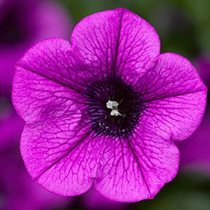 Petunia hybrida 'Dekko Deep Lavender Vein'