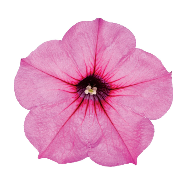 Petunia hybrida 'Durabloom Royal Pink 26'
