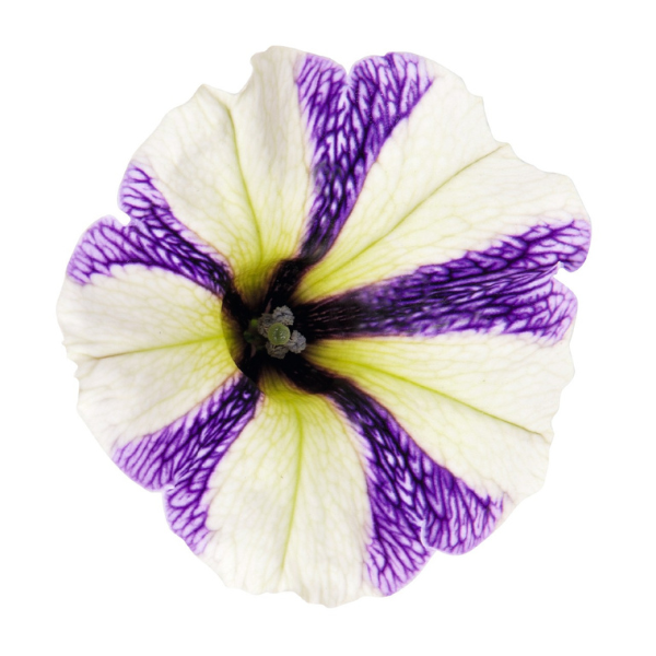 Petunia hybrida 'Potunia Plus Blueberry Muffin'
