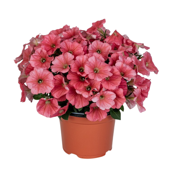 Petunia hybrida 'Potunia Plus Coral'