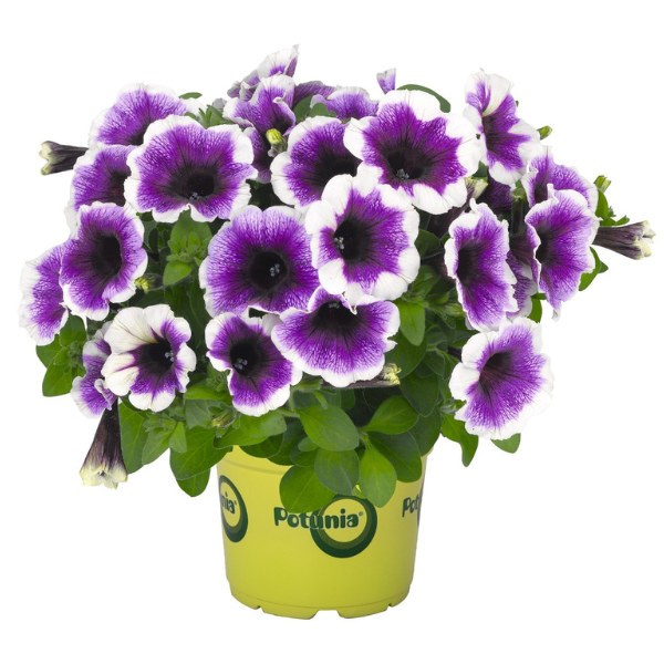 Petunia hybrida 'Potunia Plus Purple Halo'