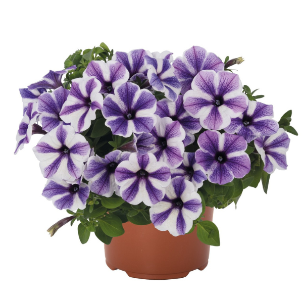 Petunia hybrida 'Potunia Plus Starfish'