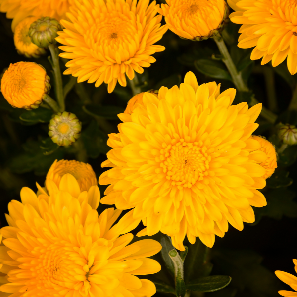 Mum chrysanthemum x morifolium 'Cheryl Sparkling Yellow'